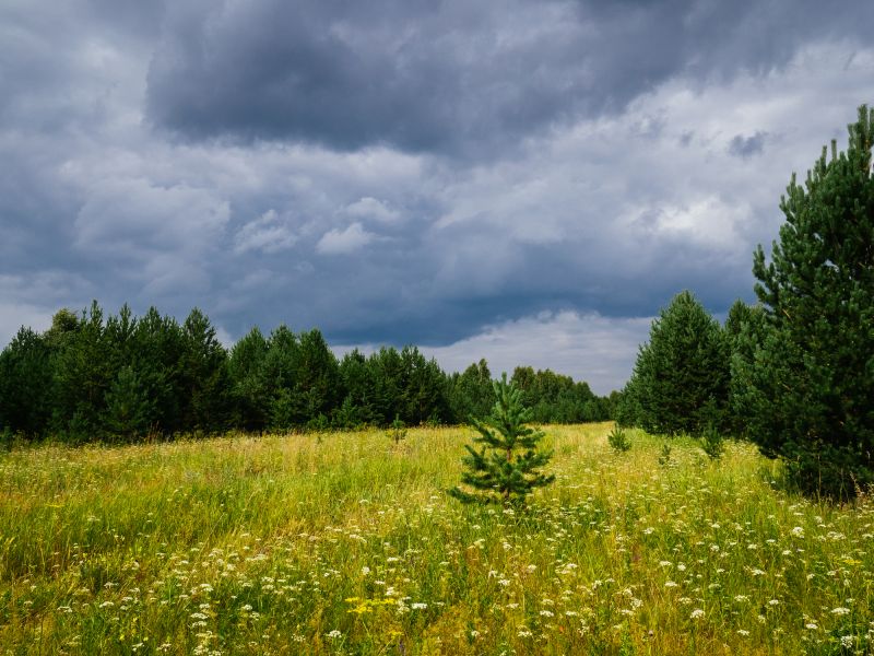 Farm Clearing in Marietta, GA