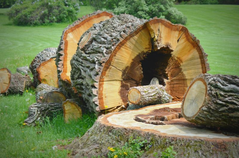 Cleaned Up Landscape Area