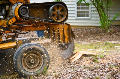 Landscaped Yard with Stump Grindings