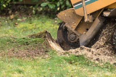 Using a Stump Grinder to Remove a Stump