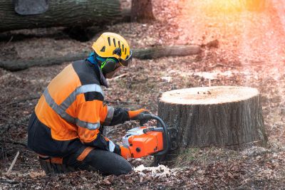 Using a Chain Saw to Remove a Stump